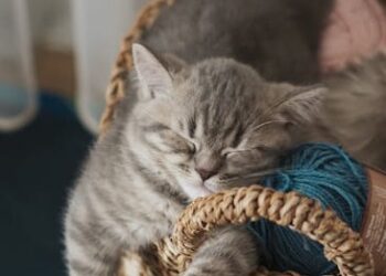 5 Essential Benefits of Guided Sleep Meditation for Your Health