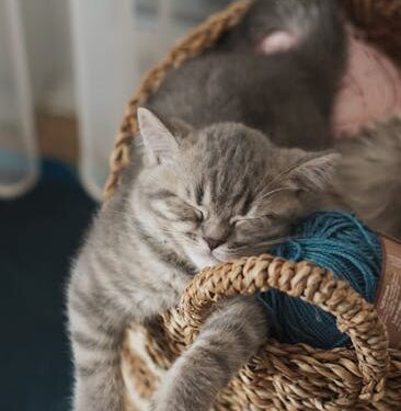 5 Essential Benefits of Guided Sleep Meditation for Your Health